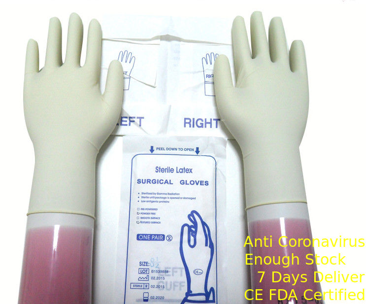 Natürlicher weißer Farbsteriler Latex-chirurgische Handschuhe Wegwerf mit gerollter Kante fournisseur